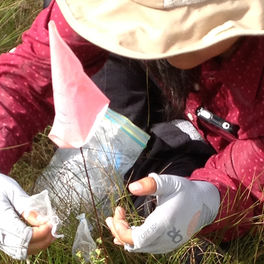 Natali Ramirez-Bullon, Arts &amp; Sciences (Doctoral Student, Biological Science), Pollen limitation Experiment 1