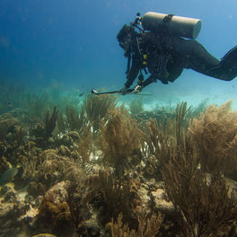 Joshua Manning_recording the behavior of a stoplight parrotfish