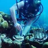 Joshua Manning measuring algal growth on some settlement tiles for a field experiment in Bonaire